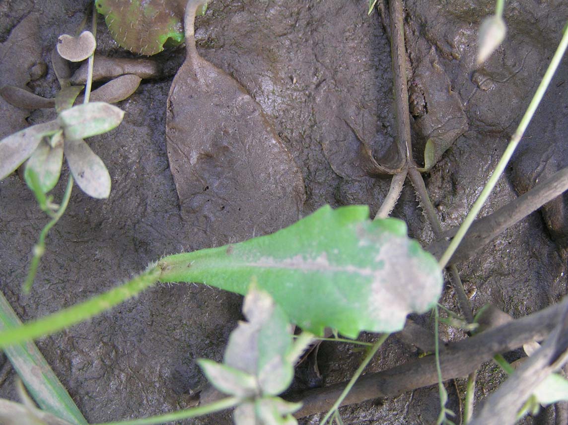 Bellis annua